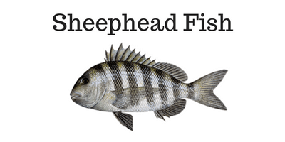 Sheephead Fish