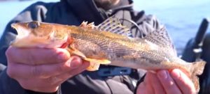 Walleye freshwater fish
